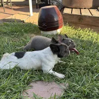 Sincere, a female French Bulldog for sale in Austin, TX – Photo 10 of 10