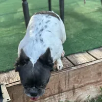 Sincere, a female French Bulldog for sale in Austin, TX – Photo 5 of 10