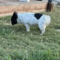 Sincere, a female French Bulldog for sale in Austin, TX – Photo 8 of 10