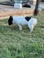 Sincere, a female French Bulldog and Neapolitan Mastiff for sale in Austin, TX – Photo 8 of 10