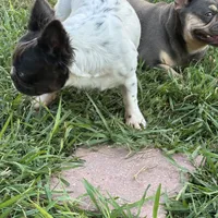 Sincere, a female French Bulldog for sale in Austin, TX – Photo 9 of 10