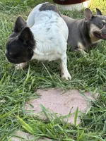 Sincere, a female French Bulldog and Neapolitan Mastiff for sale in Austin, TX – Photo 9 of 10