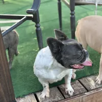 Sincere, a female French Bulldog for sale in Austin, TX – Photo 2 of 10