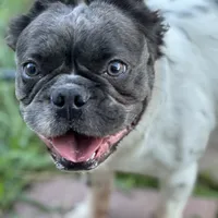 Sincere, a female French Bulldog for sale in Austin, TX – Photo 7 of 10