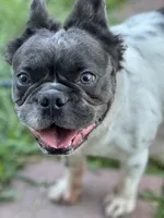 Sincere, a female French Bulldog and Neapolitan Mastiff for sale in Austin, TX – Photo 7 of 10