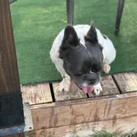 Sincere, a female French Bulldog for sale in Austin, TX – Photo 4 of 10