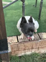 Sincere, a female French Bulldog and Neapolitan Mastiff for sale in Austin, TX – Photo 3 of 10
