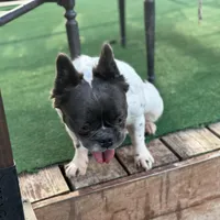 Sincere, a female French Bulldog for sale in Austin, TX – Photo 6 of 10