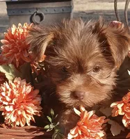 Febe, a female Yorkshire Terrier for sale in Austin, TX – Photo 4 of 4