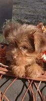 Febe, a female Yorkshire Terrier for sale in Austin, TX – Photo 2 of 4