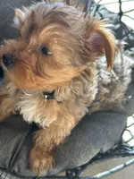 Honey , a female Yorkshire Terrier for sale in Austin, TX – Photo 4 of 7