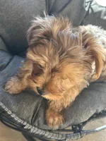 Honey , a female Yorkshire Terrier for sale in Austin, TX – Photo 5 of 7