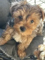 Honey , a female Yorkshire Terrier for sale in Austin, TX – Photo 3 of 7