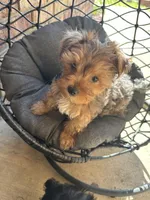 Honey , a female Yorkshire Terrier for sale in Austin, TX – Photo 7 of 7