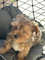 Honey , a female Yorkshire Terrier for sale in Austin, TX – Photo 1 of 7