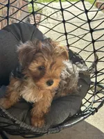 Honey , a female Yorkshire Terrier for sale in Austin, TX – Photo 6 of 7