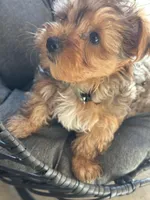 Honey , a female Yorkshire Terrier for sale in Austin, TX – Photo 2 of 7