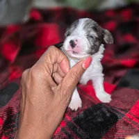 Triumph , a male Yorkshire Terrier for sale in Austin, TX – Photo 1 of 2