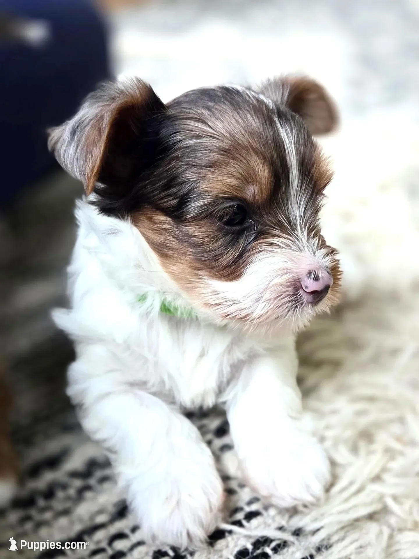 Triumph  – Yorkshire Terrier puppy for sale in Austin, TX