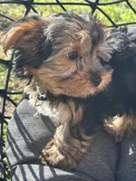 Saige , a female Yorkshire Terrier for sale in Austin, TX – Photo 3 of 6