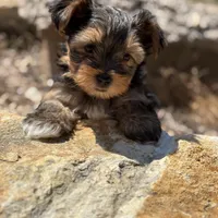Saige , a female Yorkshire Terrier for sale in Austin, TX – Photo 3 of 10