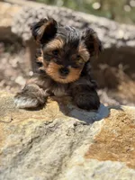 Lilly , a female Yorkshire Terrier for sale in Austin, TX – Photo 4 of 8