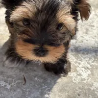 Saige , a female Yorkshire Terrier for sale in Austin, TX – Photo 4 of 10