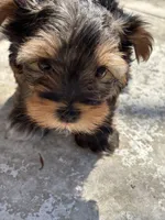 Lilly , a female Yorkshire Terrier for sale in Austin, TX – Photo 5 of 8