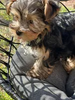 Saige , a female Yorkshire Terrier for sale in Austin, TX – Photo 5 of 6