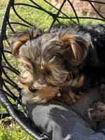 Saige , a female Yorkshire Terrier for sale in Austin, TX – Photo 6 of 6