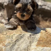 Saige , a female Yorkshire Terrier for sale in Austin, TX – Photo 2 of 10