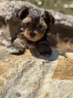Lilly , a female Yorkshire Terrier for sale in Austin, TX – Photo 3 of 8