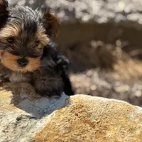 Saige , a female Yorkshire Terrier for sale in Austin, TX – Photo 1 of 10