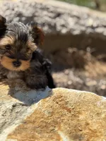 Lilly , a female Yorkshire Terrier for sale in Austin, TX – Photo 2 of 8