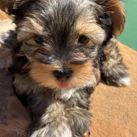 Saige , a female Yorkshire Terrier for sale in Austin, TX – Photo 7 of 10