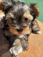 Lilly , a female Yorkshire Terrier for sale in Austin, TX – Photo 8 of 8