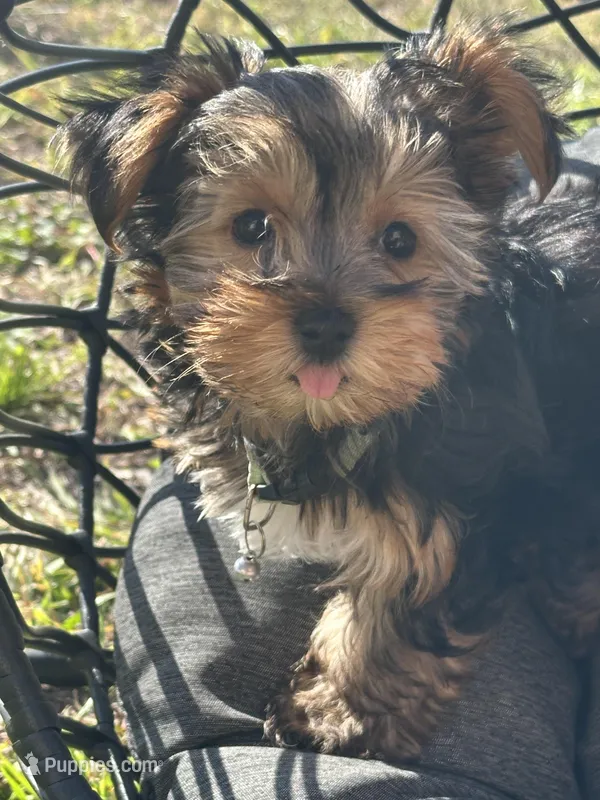 Saige  – Yorkshire Terrier puppy for sale in Austin, TX