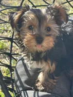 Saige , a female Yorkshire Terrier for sale in Austin, TX – Photo 1 of 6