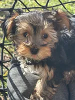 Saige , a female Yorkshire Terrier for sale in Austin, TX – Photo 2 of 6