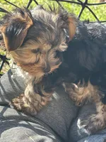 Saige , a female Yorkshire Terrier for sale in Austin, TX – Photo 4 of 6