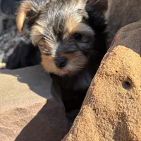 Saige , a female Yorkshire Terrier for sale in Austin, TX – Photo 5 of 10