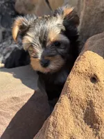 Lilly , a female Yorkshire Terrier for sale in Austin, TX – Photo 6 of 8