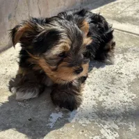 Saige , a female Yorkshire Terrier for sale in Austin, TX – Photo 6 of 10