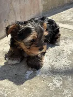 Lilly , a female Yorkshire Terrier for sale in Austin, TX – Photo 7 of 8