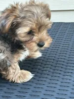 Honey , a female Yorkshire Terrier for sale in Austin, TX – Photo 2 of 5