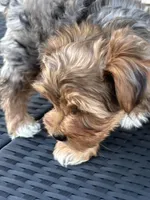 Honey , a female Yorkshire Terrier for sale in Austin, TX – Photo 1 of 5