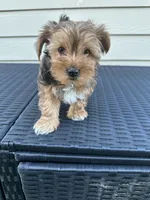 Honey , a female Yorkshire Terrier for sale in Austin, TX – Photo 4 of 5