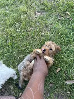 Honey , a female Yorkshire Terrier for sale in Austin, TX – Photo 5 of 5