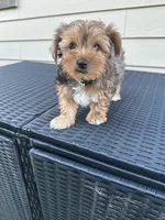 Honey , a female Yorkshire Terrier for sale in Austin, TX – Photo 3 of 5