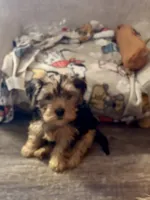 Teddy, a male Yorkshire Terrier for sale in Boerne, TX – 2 of 5